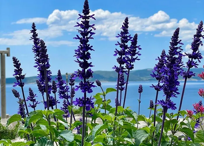 Katara Apartman Brela